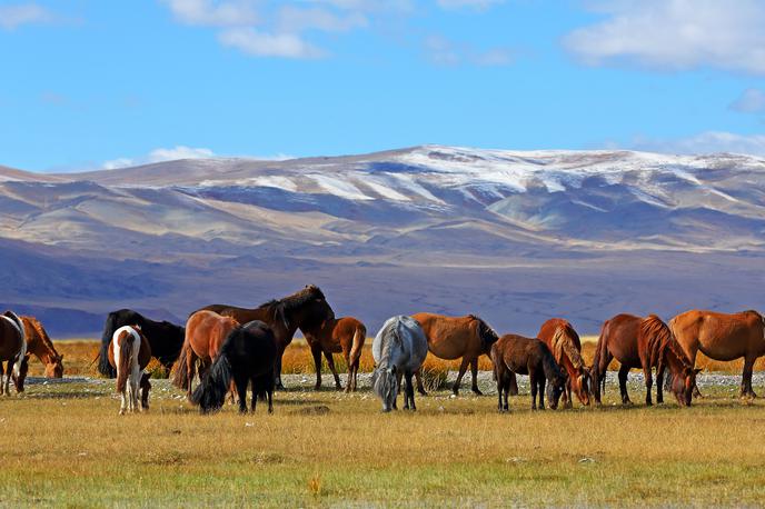 Mongolija | Foto Shutterstock