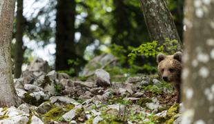 Doživeli smo bližnje srečanje z medvedjo družino #video