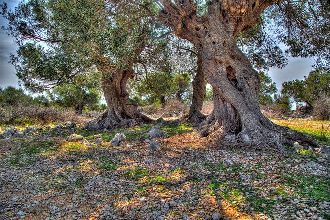 Pag Lun oljke | Foto: Shutterstock