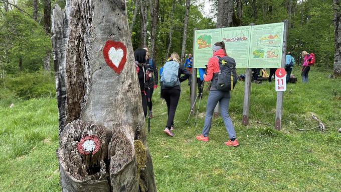 pohod Po medvedovih stopinjah | Foto: STA/Lea Udovč