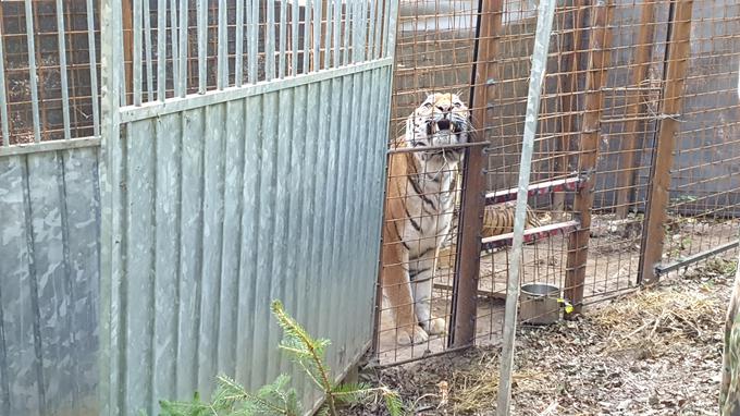 Zoo Park Rožman, priselitev sibirskih tigrov | Foto: Andreja Lončar