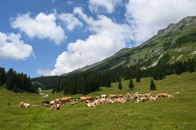 Planina Pungrat pod zahodnim delom grebena Košute, ki smo ga prehodili. | Foto: Matej Podgoršek