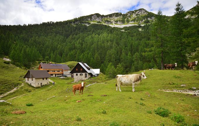 kmetija | Foto: Shutterstock