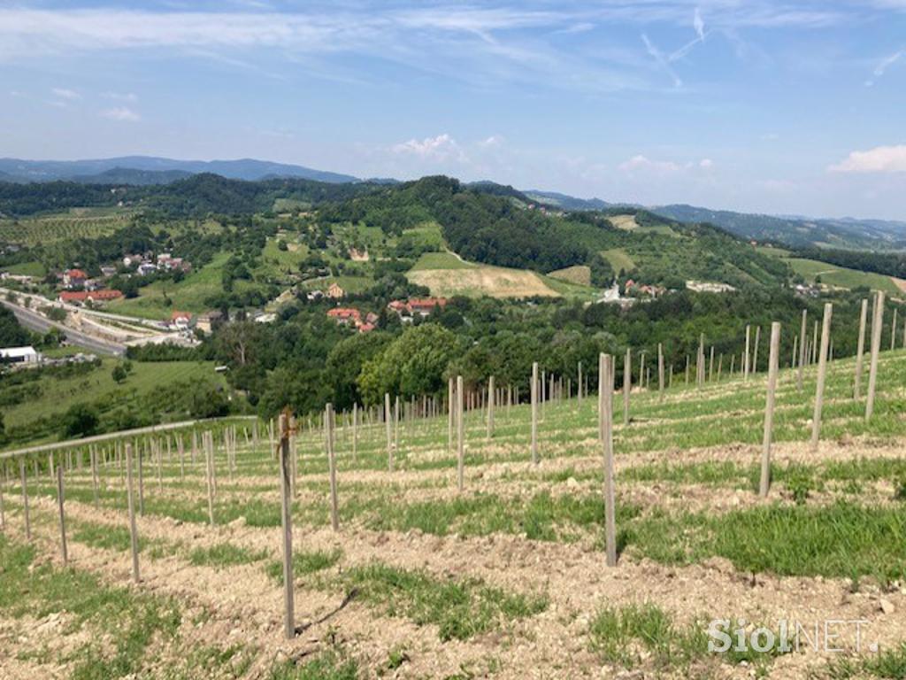 Vinograd Maribor Košaki