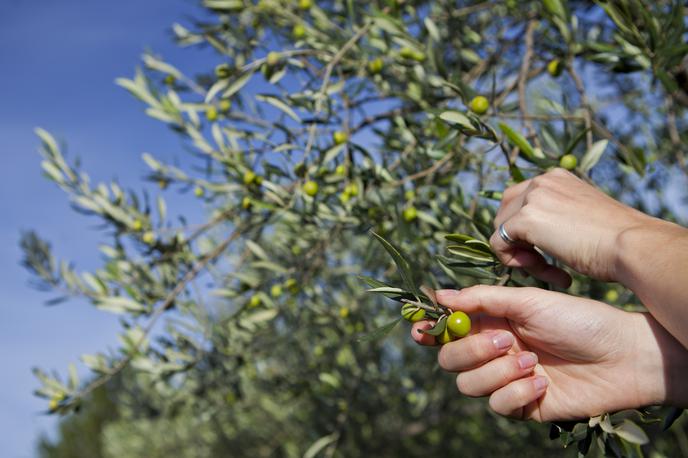 oljka, oliva, olive | Foto Matjaž Tavčar