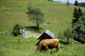 Izletniška kmetija Klemenšek Logarska dolina