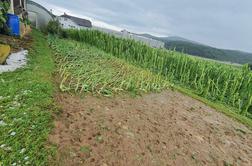 Na Dolenjskem divjala najmočnejša nevihta. Uničeni pridelki in poškodovani objekti. #video #foto