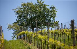 Ekološka kmetija Valentan Vodole Malečnik vino vinograd