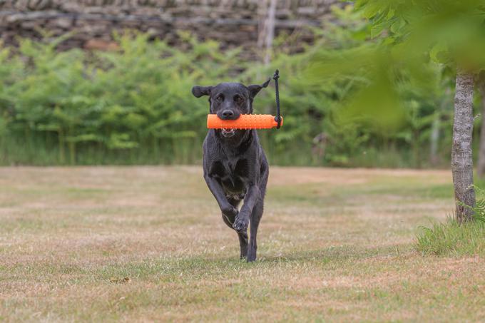 labradorec | Foto: Shutterstock