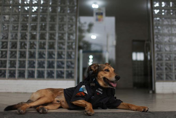 policijski pes, Brazilija | Foto: Reuters