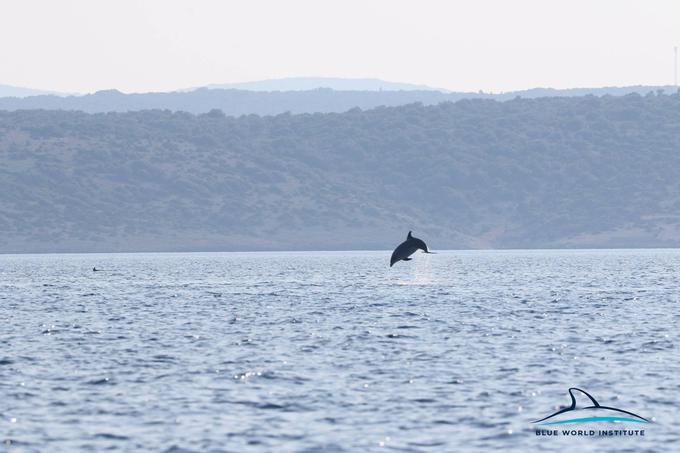 Delfini, Lošinj | Foto: Plavi svijet