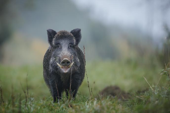 merjasec | Fotografija je simbolična. | Foto Thinkstock