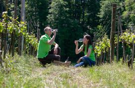 Ekološka kmetija Valentan Vodole Malečnik vino vinograd