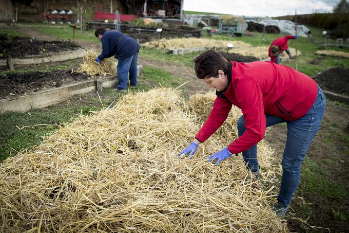 Kmetija Korenika Šalovci | Foto: Ana Kovač