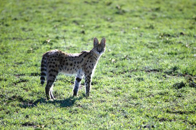 serval | Servali so tipični prebivalci savane, najdemo pa jih tudi v barjih in bambusovih gozdovih. Najraje se zadržujejo v krajih z gostim rastlinjem v bližini vode. Fotografija je simbolična. | Foto Guliverimage