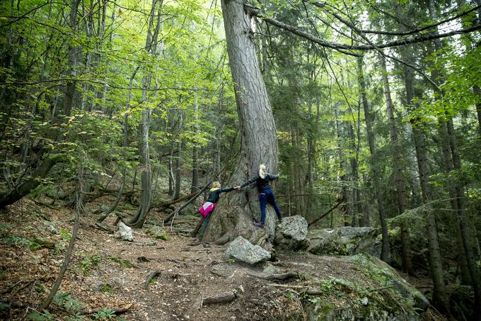 Deset minut stran od Koče na Klemenči jami se nahaja eden najdebelejših macesnov v Sloveniji. | Foto: Ana Kovač