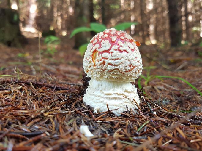 Zlato pravilo se glasi: nabirajte samo gobe, ki jih poznate. | Foto: bralec Slavko