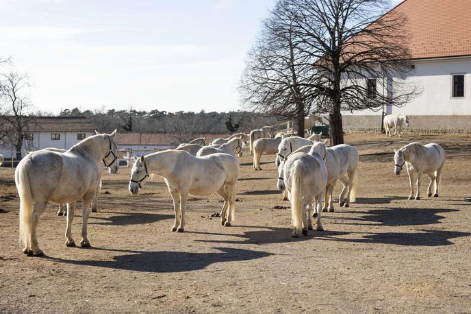 Kobilarna Lipica | Gospodarsko ministrstvo med glavnimi razlogi za spremembo modela upravljanja kobilarne navaja možnost vlaganj države v razvoj kobilarne in obnovo nepremičnin. | Foto STA