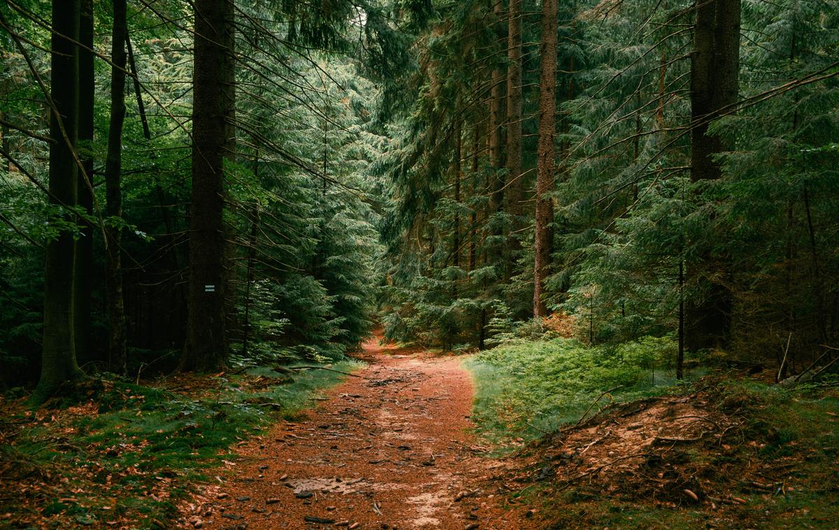 Gozdna pot, pohodništvo | Foto Shutterstock