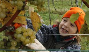 Italijani bi osnovnošolce poučevali o vinu