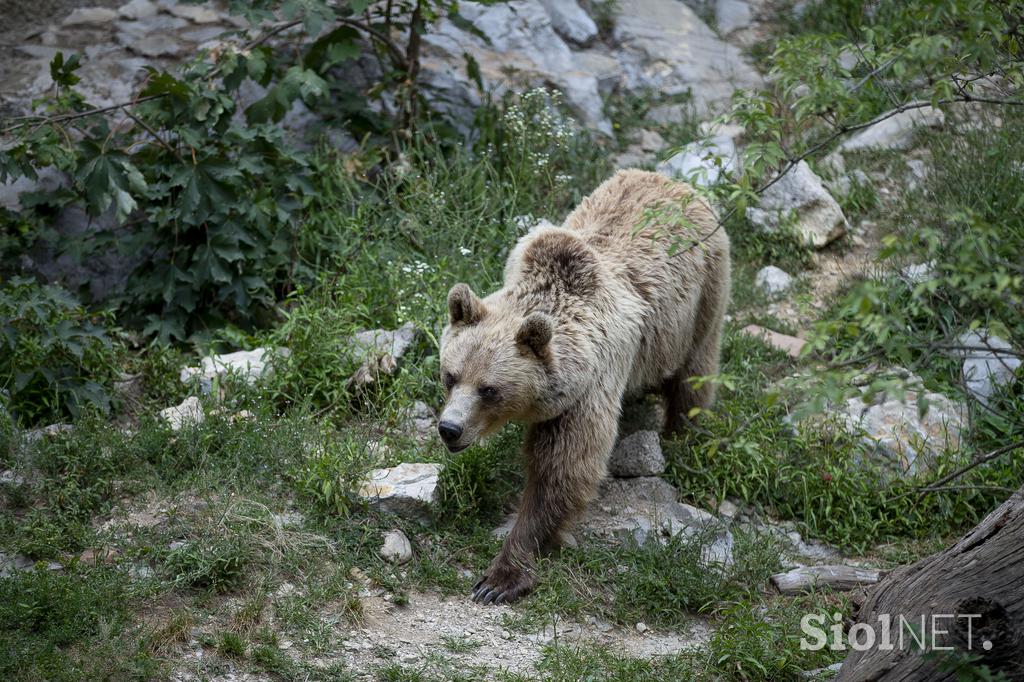 Živali v ljubljanskem živalskem vrtu se hladijo s sladoledom