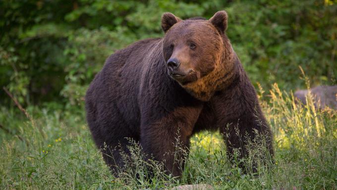 Premierno od nedelje, 1. septembra, ob 20. uri. │ Sezona: 1. │ Št. epizod: 2 x 45 min. │ Foto: Off The Fence

 | Foto: 