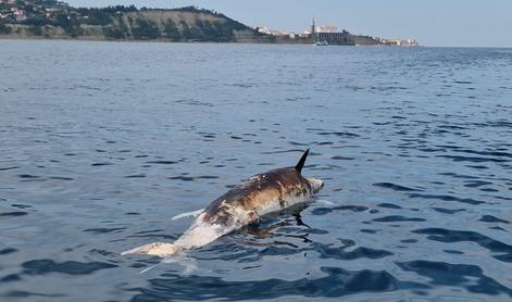 Poginuli delfin v slovenskem morju je bil ustreljen