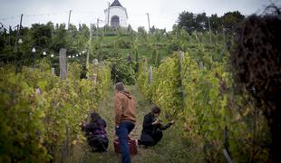 Vinograd na najlepšem mariborskem griču spet živi (foto)