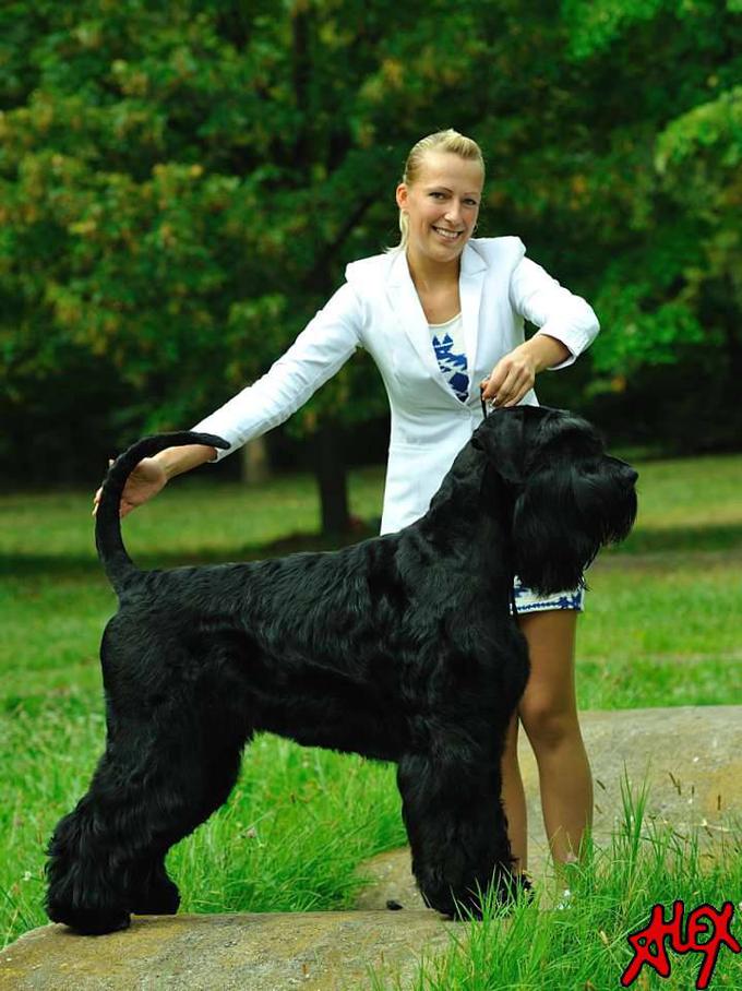 Csillina najljubša pasma so veliki in miniaturni šnavcerji. Z velikim šnavcerjem sta bila celo svetovna prvaka. | Foto: osebni arhiv/Lana Kokl