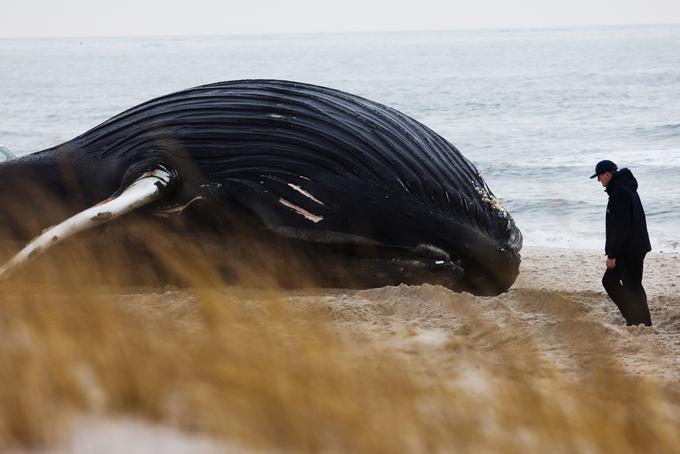 kit grbavec | Foto: Reuters