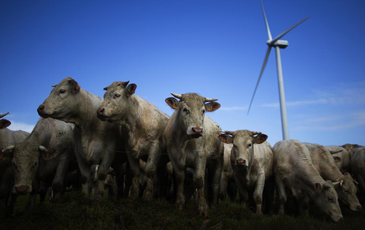 krave živina | Foto Reuters