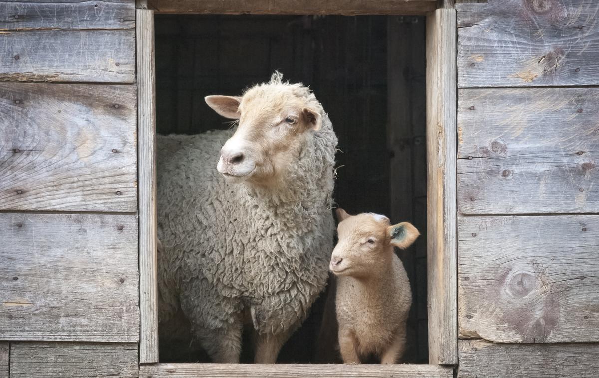 Ovca | Lastnikom so s krajo povzročili za nekaj sto in dvesto evrov škode. Fotografija je simbolična.  | Foto Shutterstock