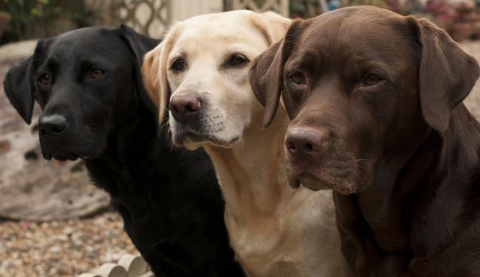 labradorec | Foto: Shutterstock