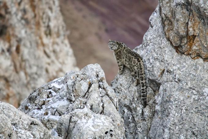 Kitajsko-avstrijski dokumentarec z naslovom Snežni leopardi in prijatelji je prejel nagrado za najboljši film o gorski naravi in kulturi. | Foto: 