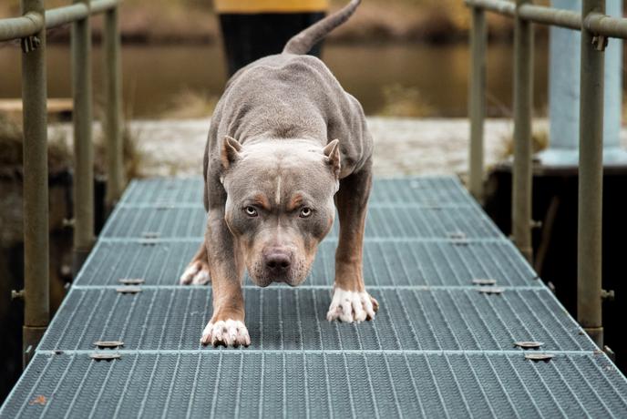 Na jugu Italije pitbul ubil dojenčico