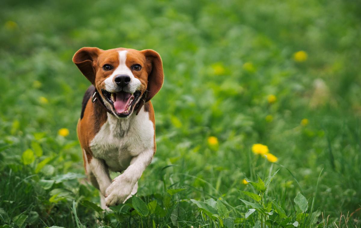 beagle, pes | Beagli so znani po prijazni, igrivi in radovedni naravi. | Foto Shutterstock