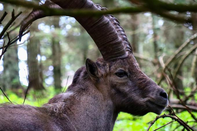 Sam sem srečal štiri odrasle kozoroge, ki so mi takole mirno pozirali. | Foto: Matej Podgoršek