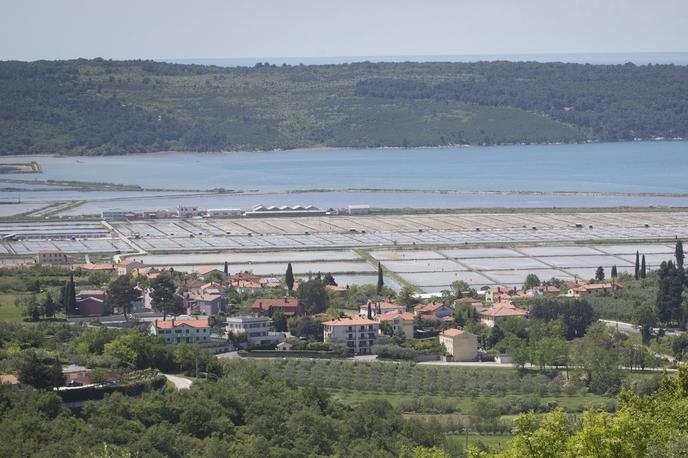 Sečoveljske soline | Foto Bojan Puhek