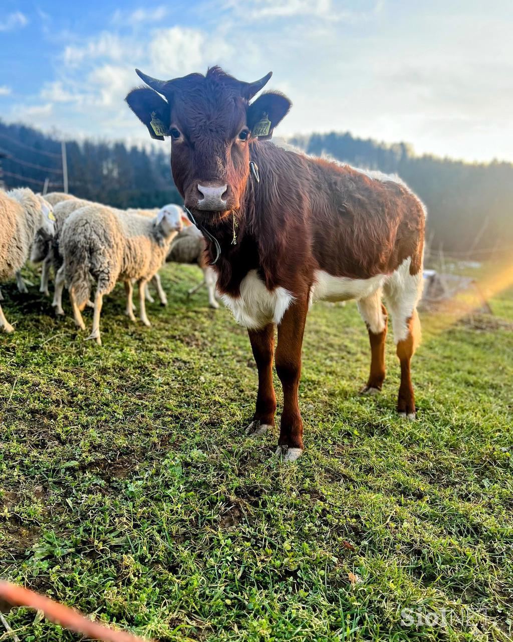 Kmetija Zeleni pašnik