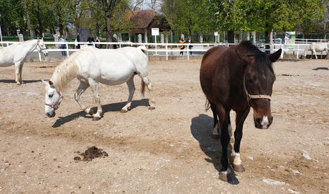 Nenapovedano med lipicance: pokazali so vse, kar smo želeli #video