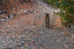 Z dronom iščejo domnevno pumo, lahko bi bila tudi iz Slovenije