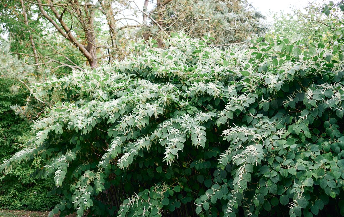 japonski dresnik | Poganjki japonskega dresnika nam spomladi dobesedno rastejo pred očmi. Na dan poženejo tudi do 15 centimetrov.  | Foto Shutterstock