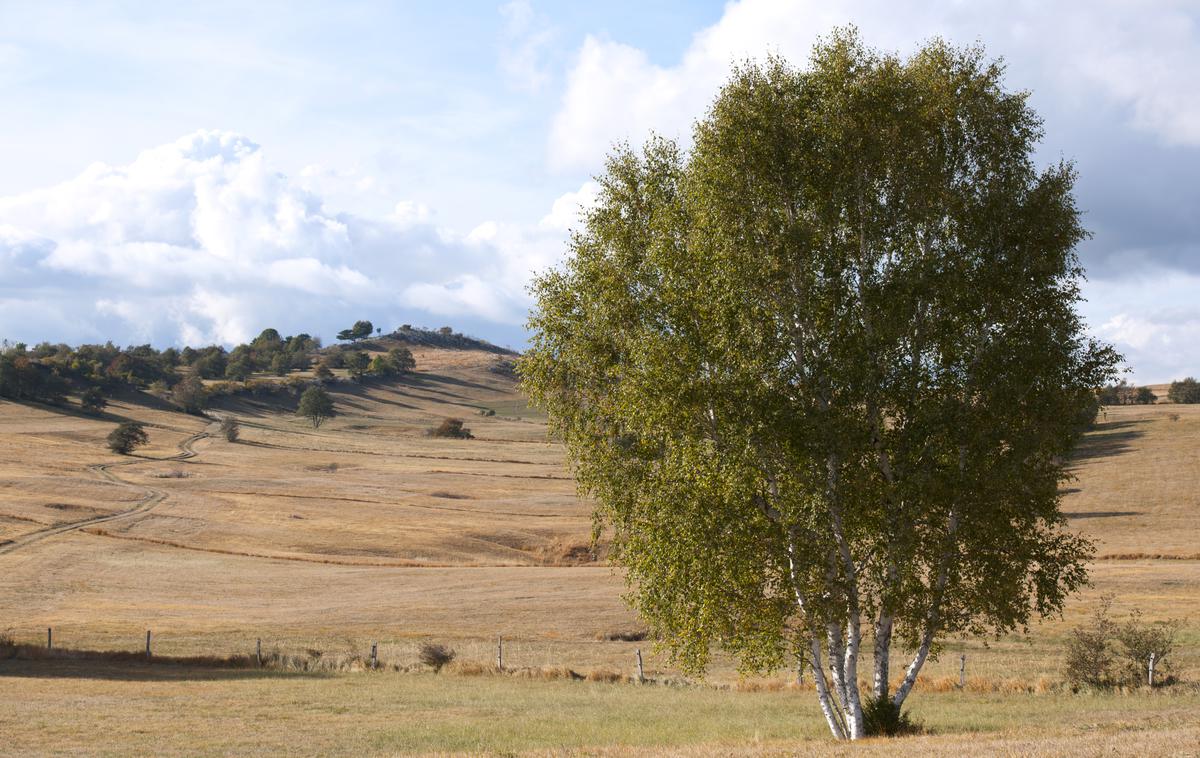 Banjška planota Banjšice | Foto Thinkstock