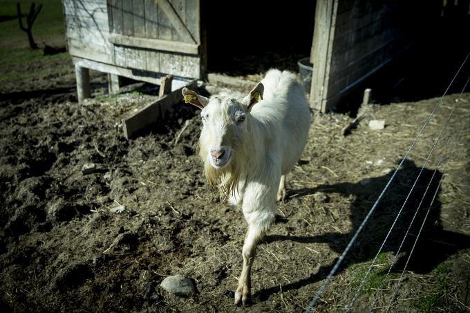 Kozel se ves čas pase zunaj v ogradi. | Foto: Ana Kovač