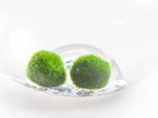 marimo