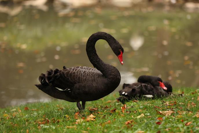 labodi | Foto ZOO Ljubljana