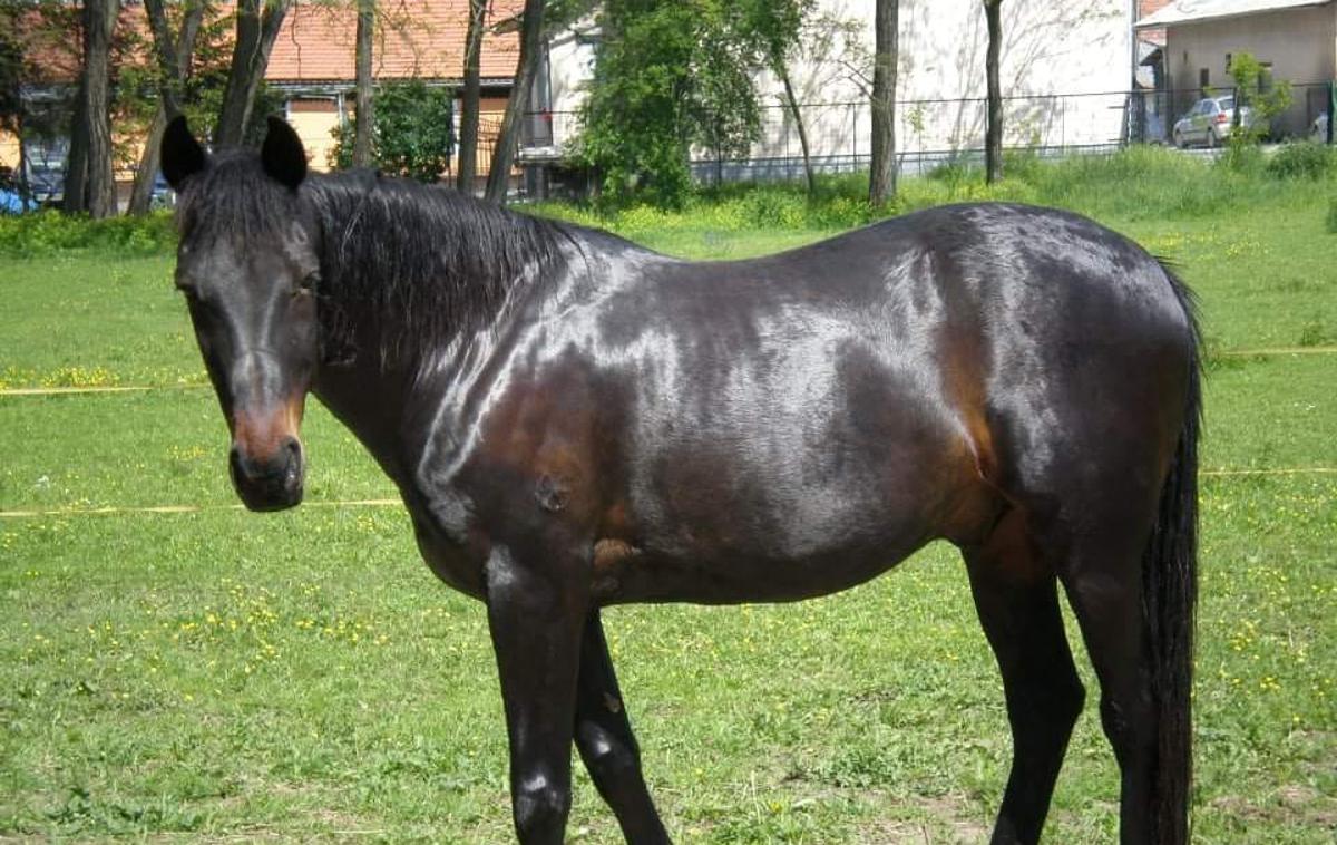 Konj | 14-letni Maxi je v svojem življenju pretrpel marsikaj. | Foto Društvo za zaščito konj