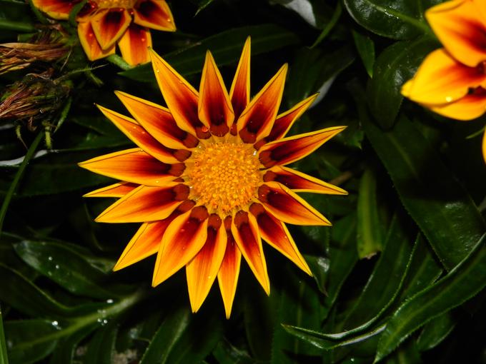 gazanija | Foto: Thinkstock