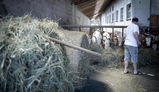 Na krožniku naj bo čim pogosteje hrana domače pridelave