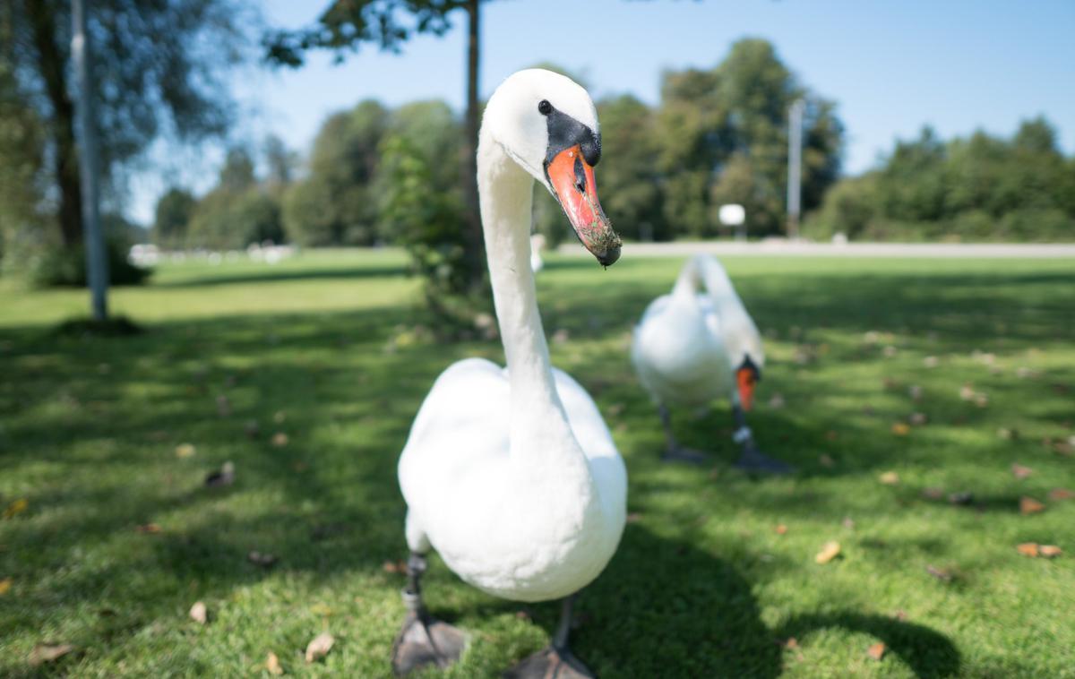 labod, ptičja gripa | Za celotno Slovenijo pa glede na pojavnost bolezni veljajo priporočila za zmanjšanje tveganja prenosa virusa z divjih ptic na perutnino in ptice v ujetništvu. | Foto STA